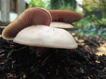Champignons en forêt 