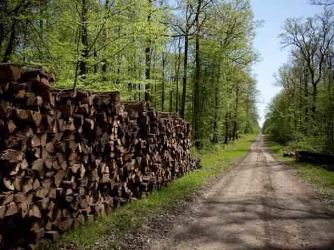 Photographie de stères de bois alignés le long d'un chemin