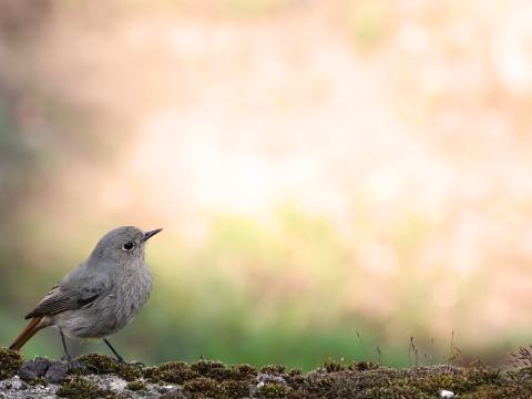 petit oiseau en forêt petit oiseau en forêt