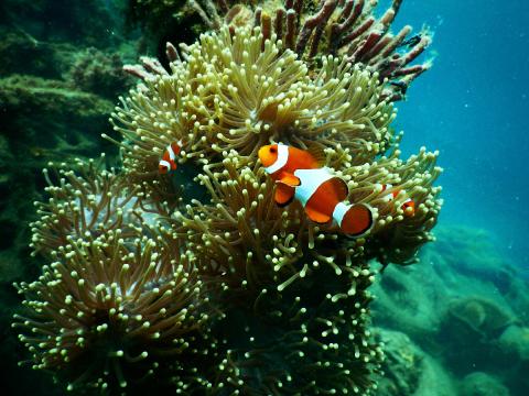 biodiversité marine biodiversité marine