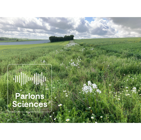 AgroParisTech / Des plantations agricoles Podcast Dans les champs de colza